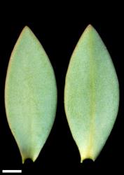 Veronica pimeleoides subsp. faucicola. Leaf surfaces, adaxial (left) and abaxial (right). Scale = 1 mm.
 Image: W.M. Malcolm © Te Papa CC-BY-NC 3.0 NZ